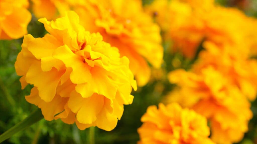 marigold